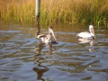 DSCN1110.JPG